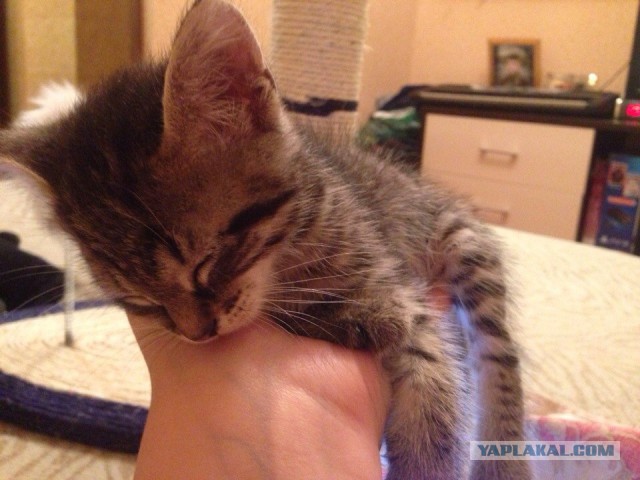 Котовторник 07 04 2015