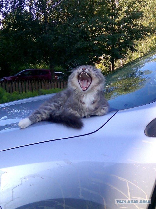 Котовторник 14.07.2015
