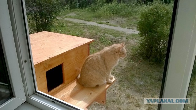 Запиливание балкона, терем для котов и "ежи".