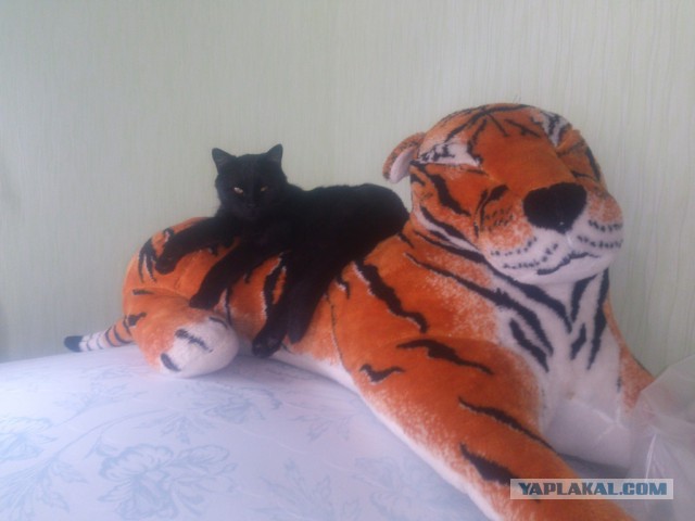 Котовторник 03.11.2015