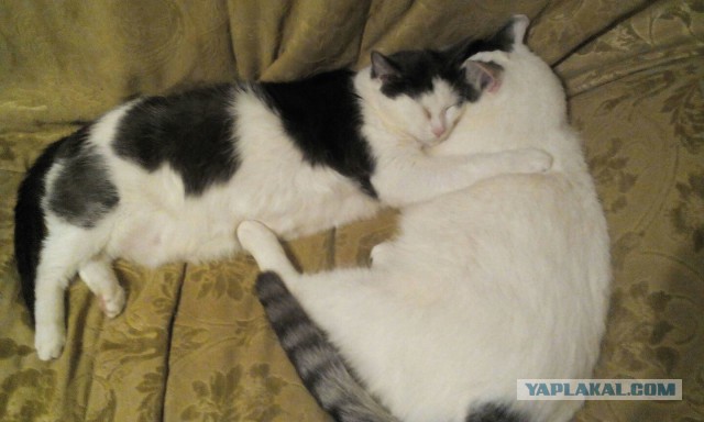 Котовторник 26.01.2016