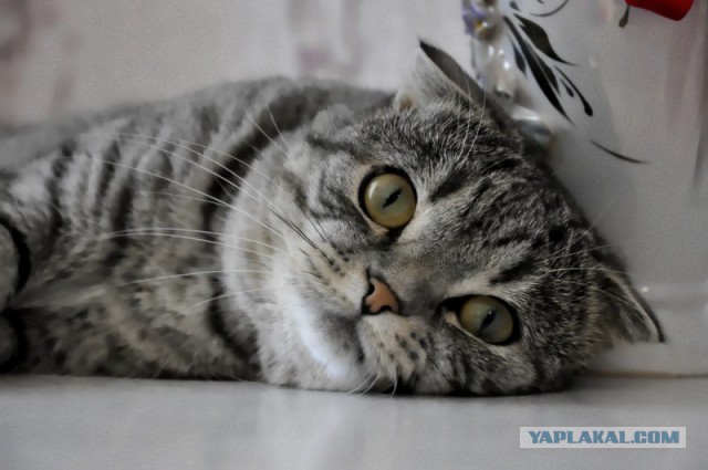 Почему кошка топчет вас лапками?