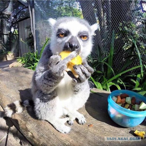 Гифки с котамии и другими зверями, для настроения