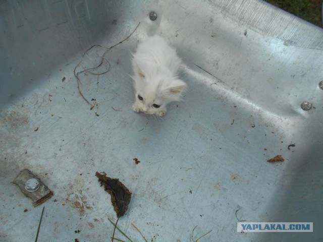 Жизнь домашнего приюта для котеек 131