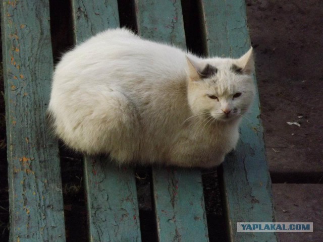 Котовторник 18.10.2016