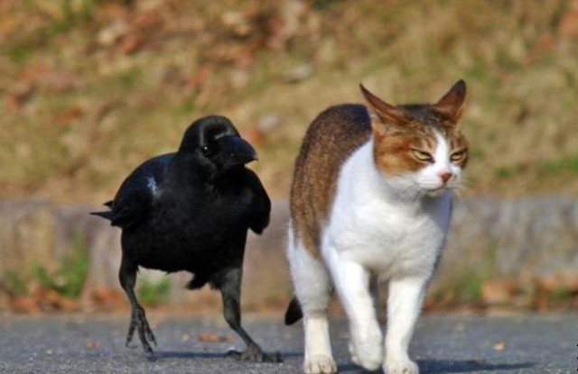 Коты из сети