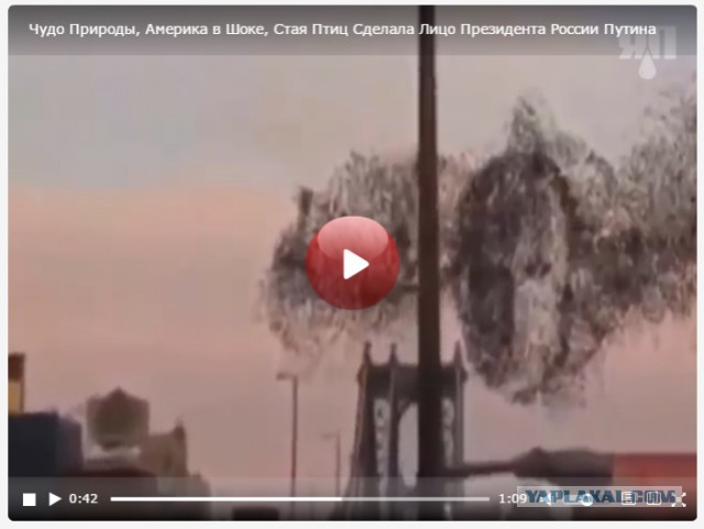 Стая скворцов спасается от ястреба