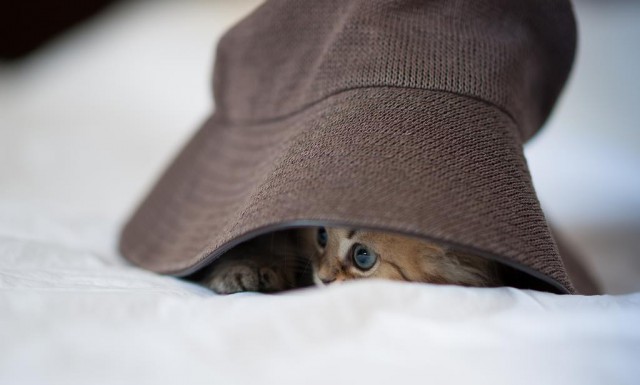 Вот парадокс! Котенок-то крохотный, а количество милоты зашкаливает