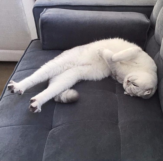 Коты и Кошки