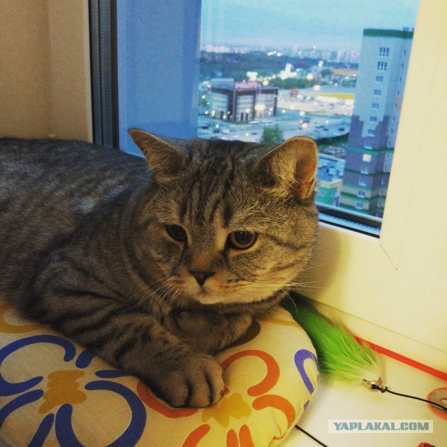 Котовторник 13.06.2017