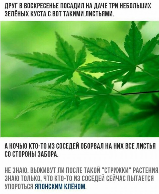 Смешные комментарии из социальных сетей 21.07.2017