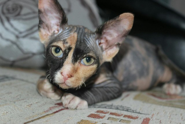 Коты и Кошки