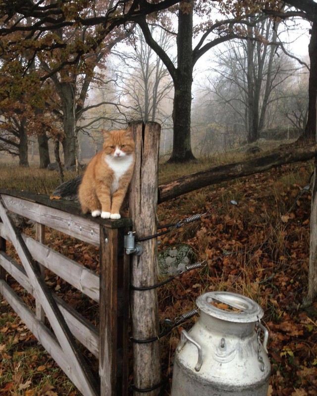Коты и Кошки