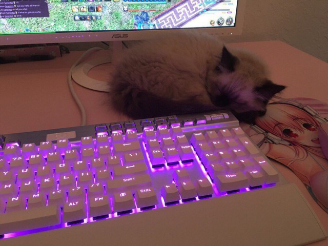 Прикольных котов пост
