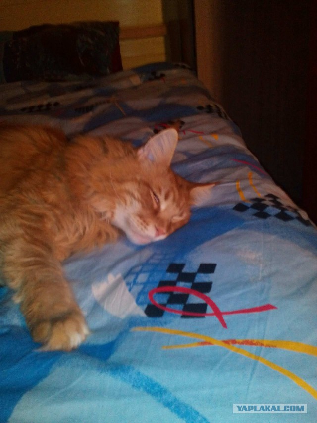 Котовторник 9.01.2018