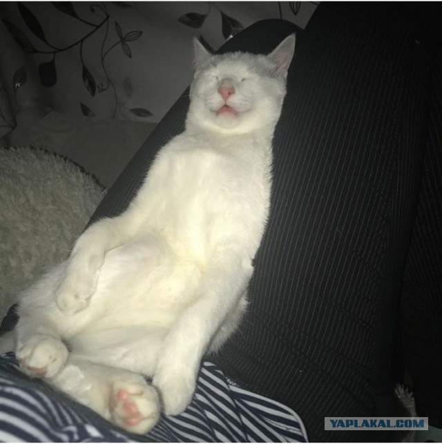 Котовторник ждали? А вот и он!