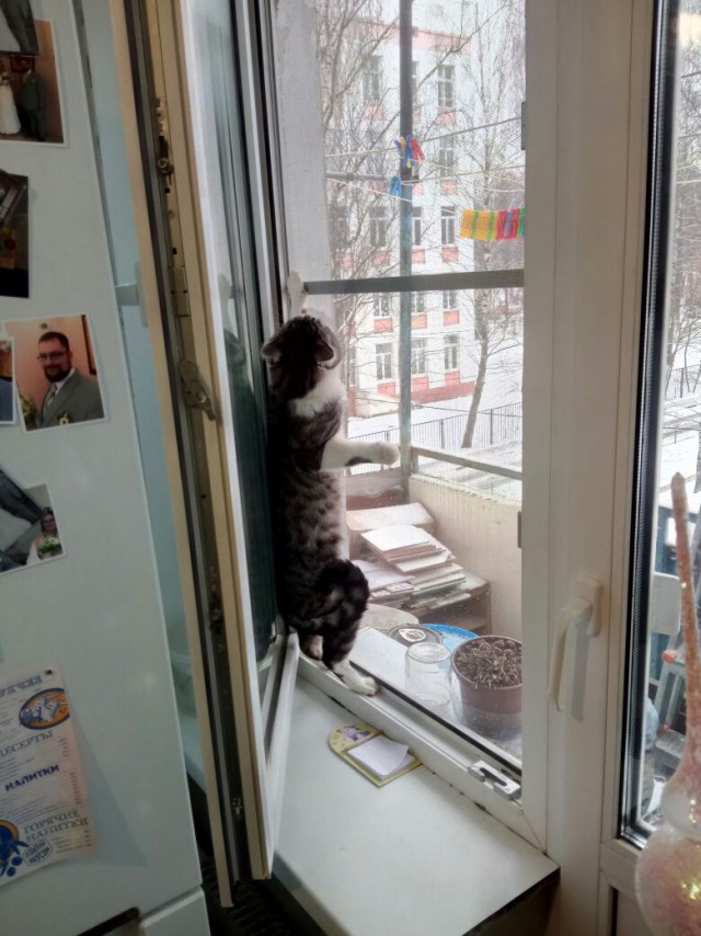 Котовторник 24.04.2018