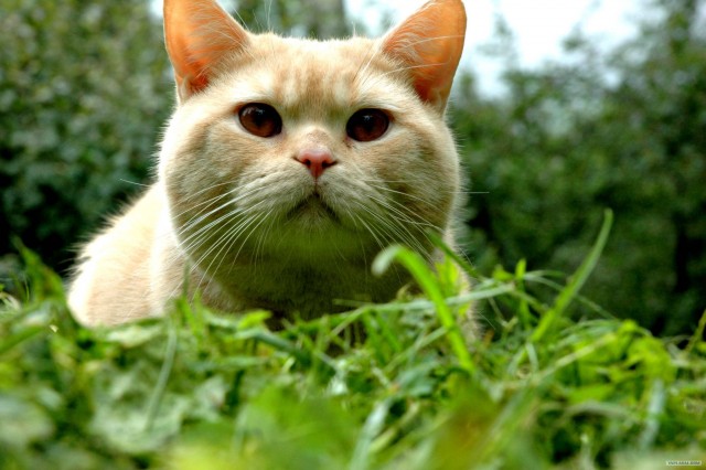 Уррааа! Котомет на ЯПлакалъ.