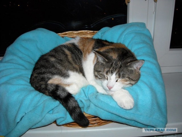 Котовторник (06.01)