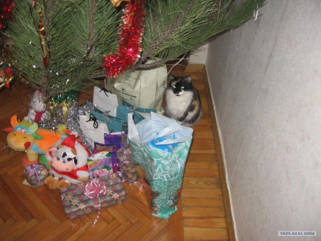 День котов