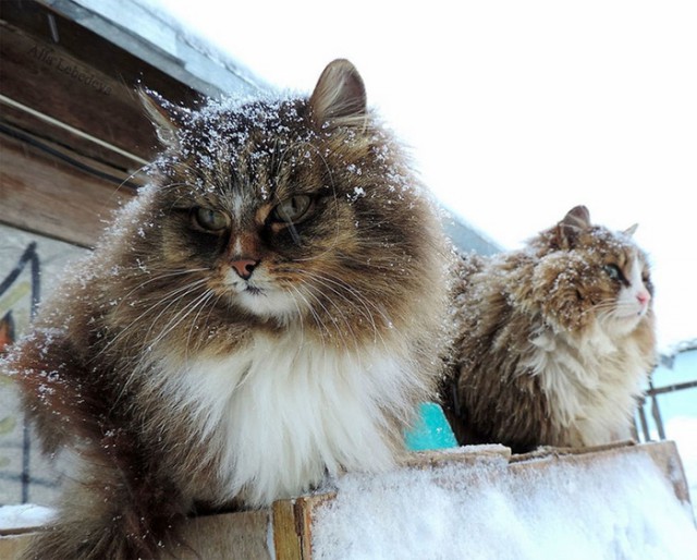 Прикольных котов пост