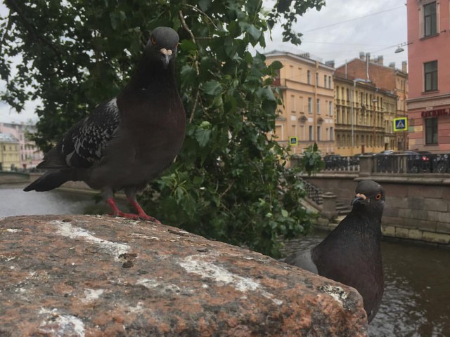 Живность из сети