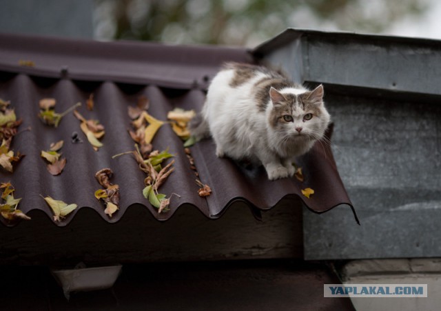 Кошачье любопытство