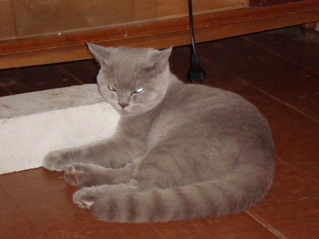Котовторник - С праздником, котоводы!