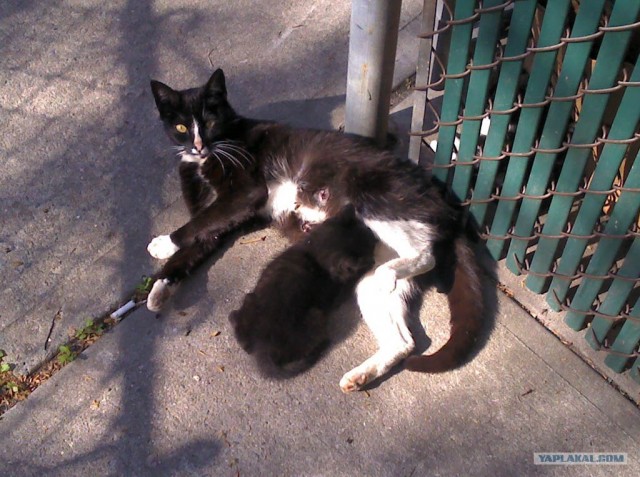 Котовторник  07.06.11