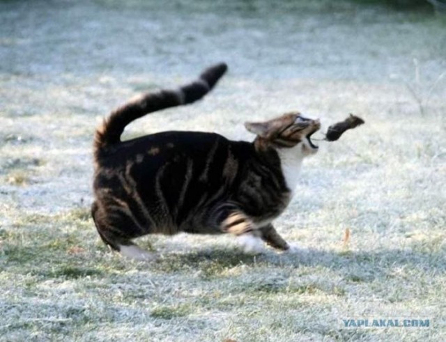 Супер-котофото на котовторник