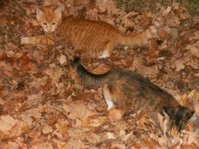 Котовторник! 11.10.11