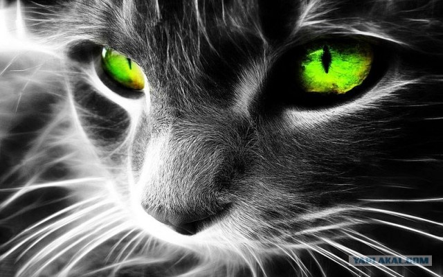 Котовторник! 08.11.11