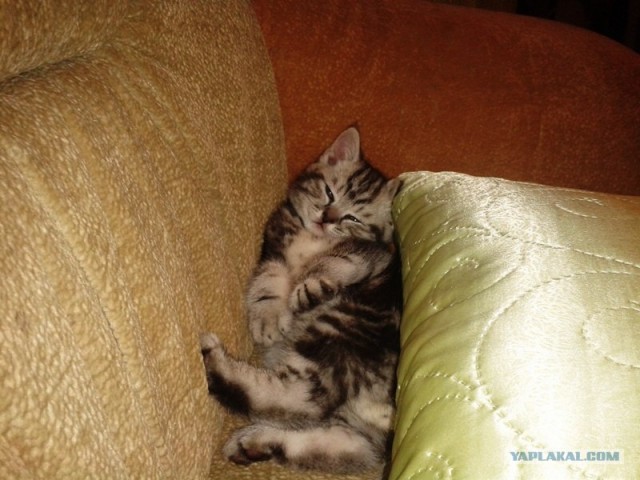 Котовторник (31.01.2012)