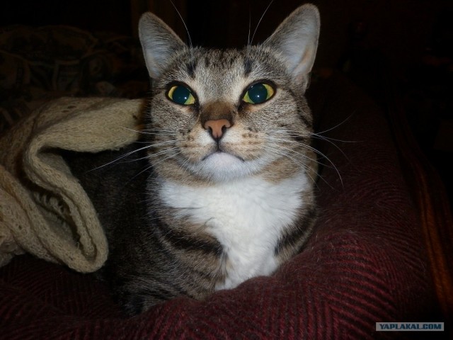 Котовторник (07.02.2012)