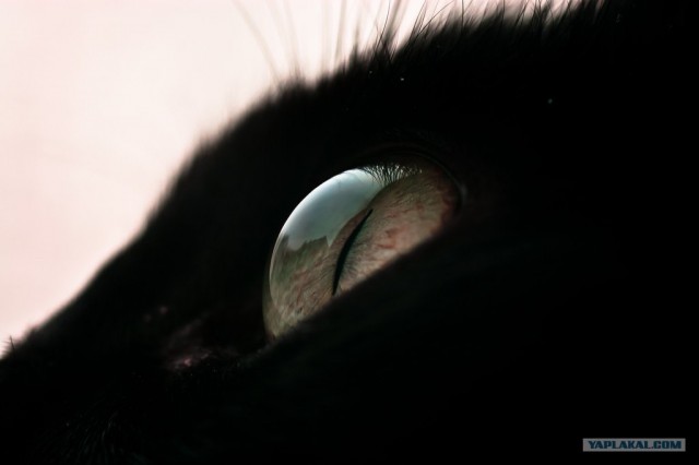 Котовторник 17.04.2012