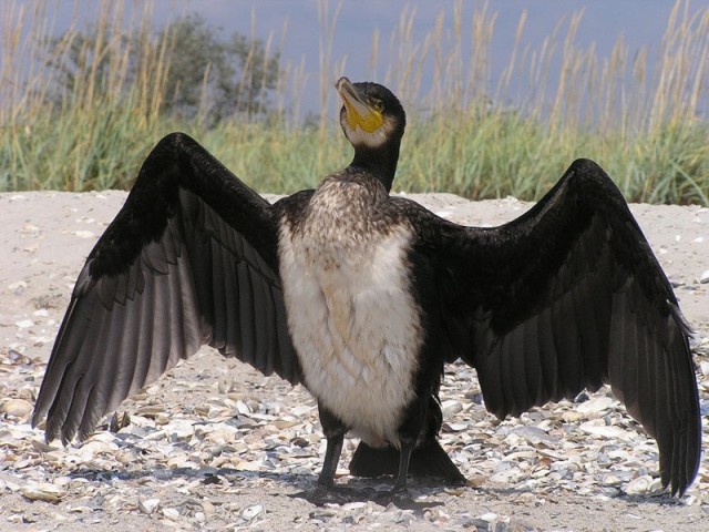 Череп неведомого существа.