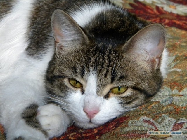 Котовторник  14.08.2012.