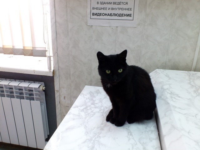 Котовторник 30.10.2012