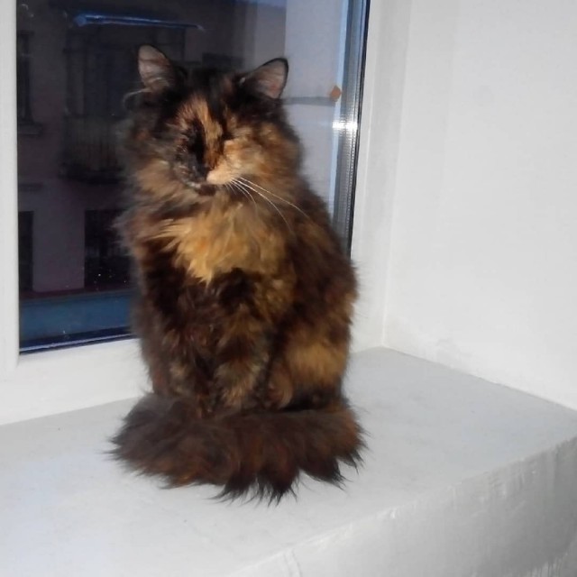 Котовторник 19.02.2019