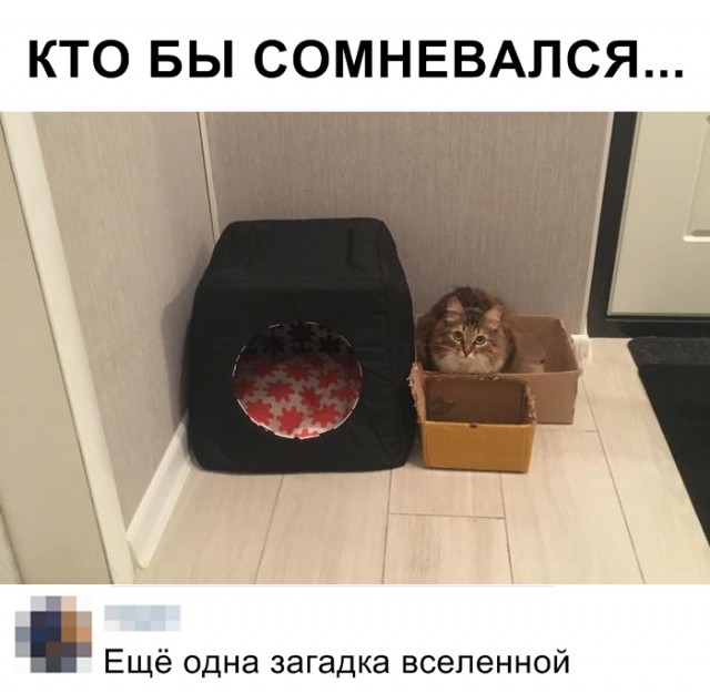 Забавные фото котеек