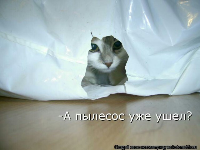 Кот и пылесос