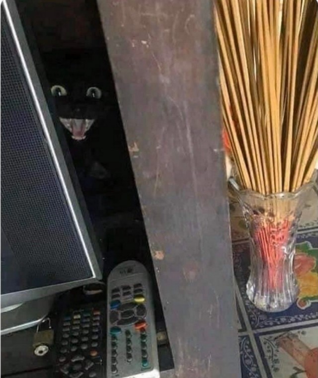 Эти забавные животные