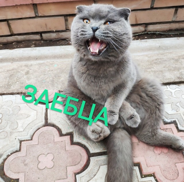 Цой по кошачьи