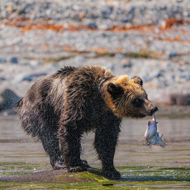 Глазки отдохните: подборка живности всякой
