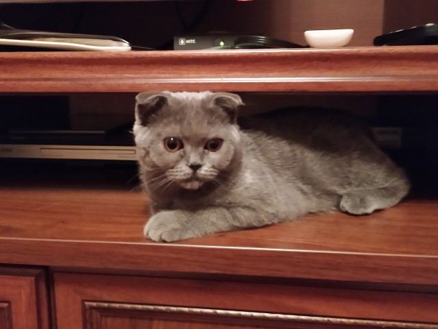 Моя красотка