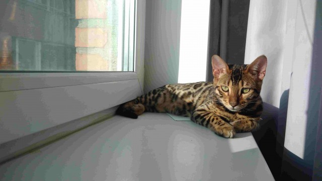 Моя красотка