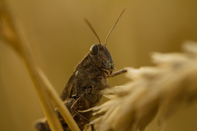 Про макросъемку и Tamron 90/2.8