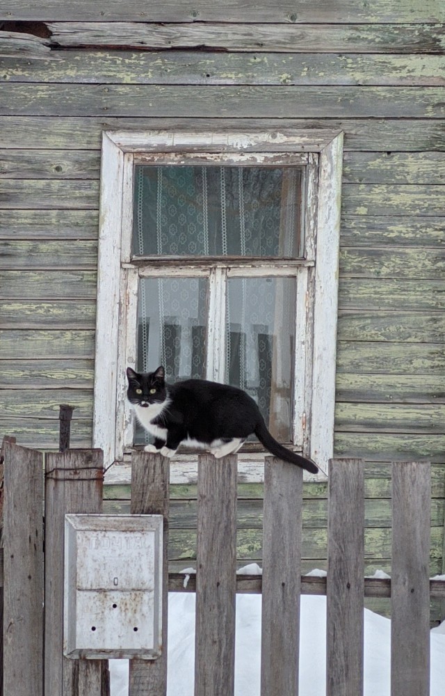 Уличные котаны