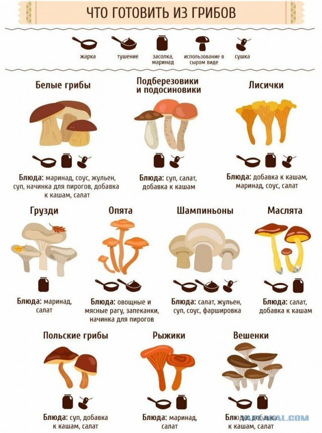 Различные  руководства и инфографики.