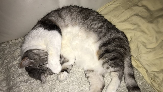 Котовторник же!